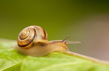 Snail