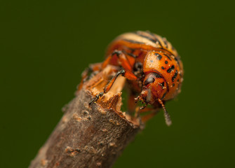 Rootworm