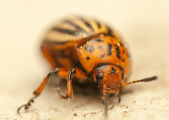 Rootworm