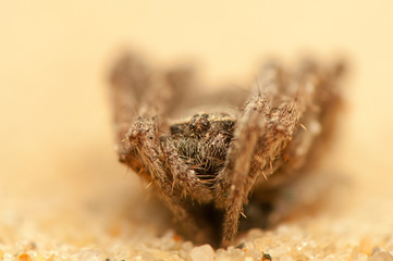 Araneus angulatus