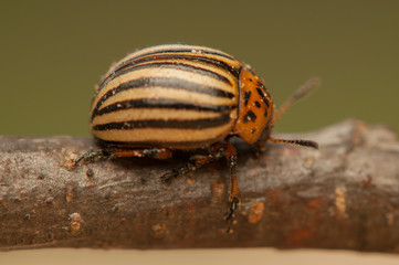 Rootworm