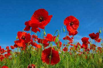 Obraz premium red poppy flowers