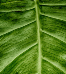Green sheet of plant