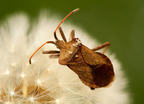 Coreus marginatus