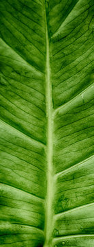 Green sheet of plant