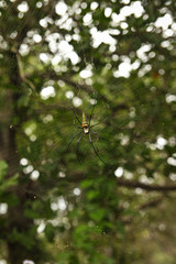 Spyder in Asian forest