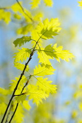 Oak branch in spring
