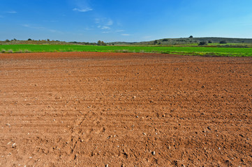 Israel Field