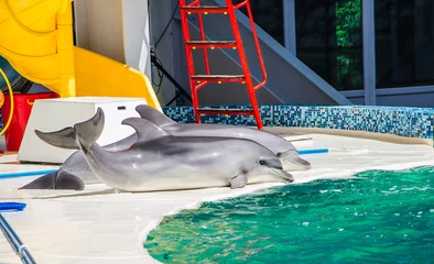Printed roller blinds Dolphin dolphins