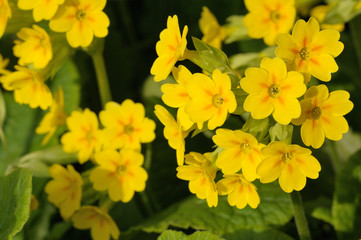 Primula veris