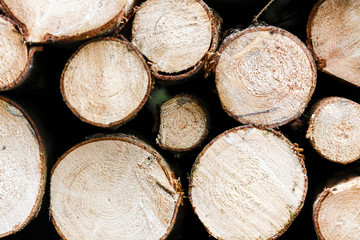 Fototapeta premium Holzstapel / Wooden Background