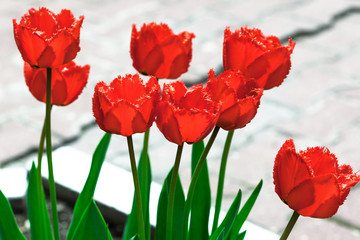 Obraz premium red tulips