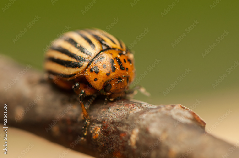 Wall mural rootworm