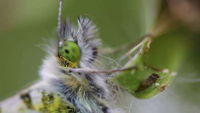 Aurorafalter - Anthocharis cardamines - Auge