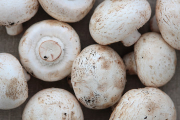 Fresh large field mushrooms