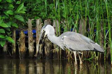 アオサギの食事