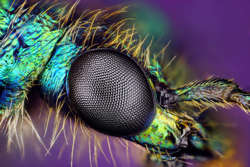 Extreme sharp closeup of compound eye of insect