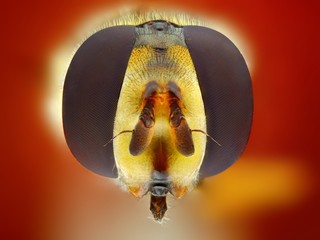 An extreme sharp closeup of a hoverfly  taken with microscope