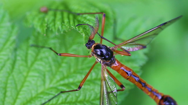 Holzschnake - Tanyptera atrata