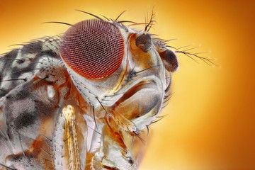 Extreme sharp and detailed image of fruit fly