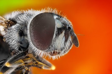 Extreme sharp and detailed study of fly