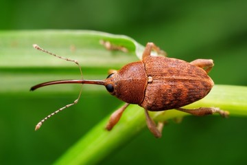 Weevil photo taken in its natural environment