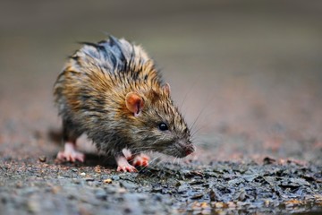 A wet rat on the ground after a rainy night.