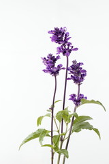 Fototapeta premium ハーブのブルーセージ