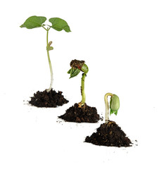 Bean seedlings