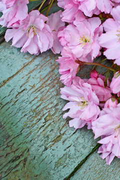 Japanese cherry blossom beautiful background