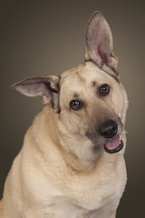 weisser Schäferhund legt den Kopf schief