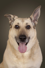 Tierportrait weisser Schäferhund