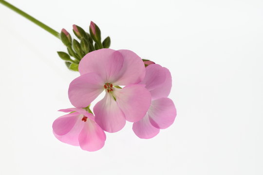 可愛い桃色のゼラニウム