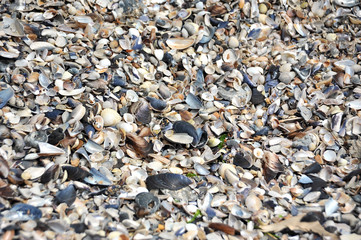 Shell and pebble stone for background texture