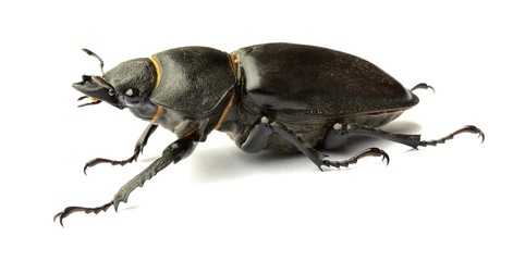 Female stag beetle macro - Lucanus cervus