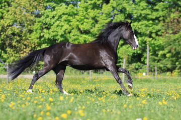 tennessee walking horse