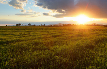 Green wheat field at sunset with sun