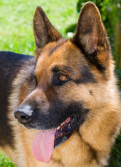 German shepherd portrait detail