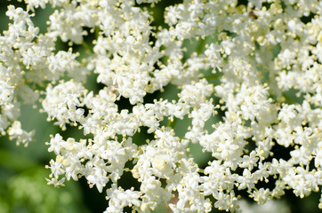elderflowers
