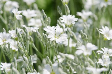 white flower background