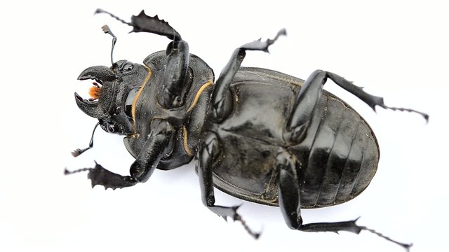Female stag beetle macro - Lucanus cervus