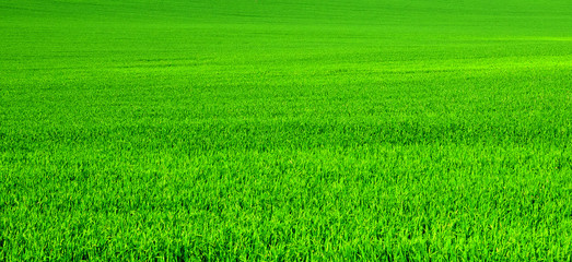 Wiosenna zieleń © Zbyszek Nowak