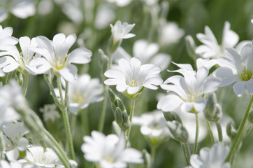 white flower background