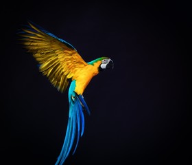 Colourful flying Ara on a dark background © Nejron Photo