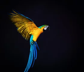Gordijnen Kleurrijke vliegende Ara op een donkere achtergrond © Nejron Photo
