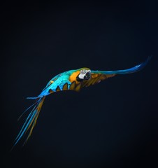 Colourful flying Ara on a dark background © Nejron Photo