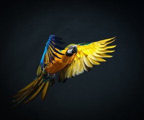 Colourful flying Ara on a dark background - obrazy, fototapety, plakaty