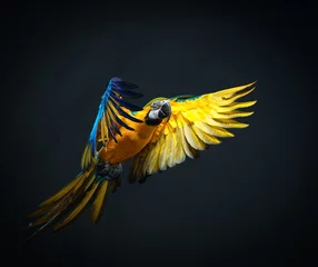 Küchenrückwand glas motiv Papagei Bunte fliegende Ara auf dunklem Hintergrund