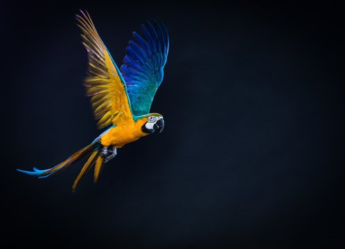 Colourful flying Ara on a dark background