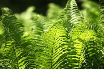 Fern - Tropische Pflanze